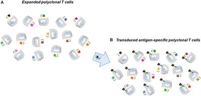 From IgG Fusion Proteins to Engineered-Specific Human Regulatory T Cells: A Life of Tolerance